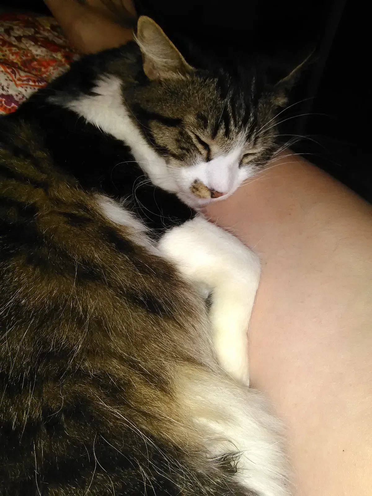 Lost cat in Saint Petersburg, FL, 33702