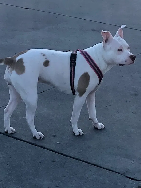 Lost dog in Tulsa, OK, 74112