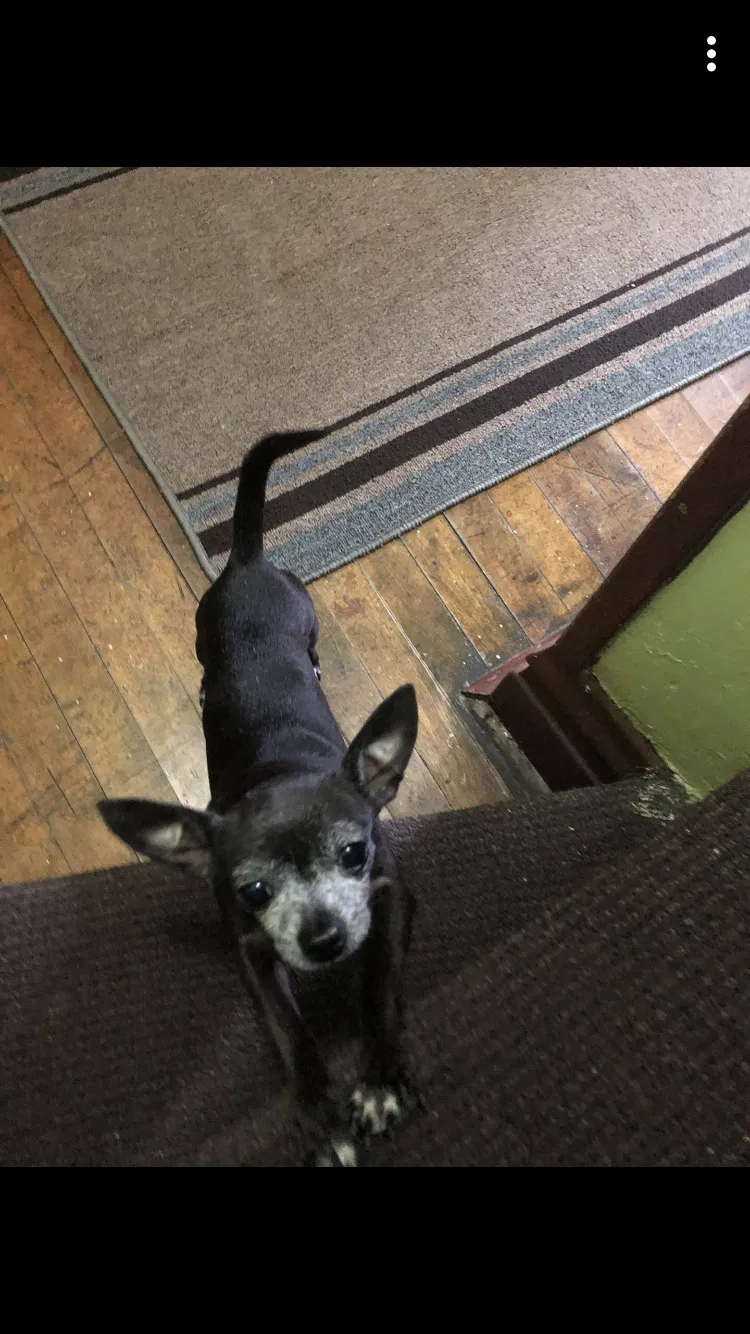 Lost dog in Cicero, IL, 60804