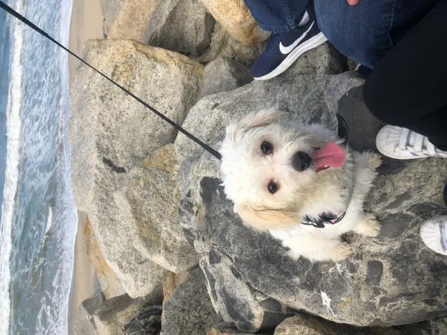 Lost dog in Los Angeles, CA, 90011