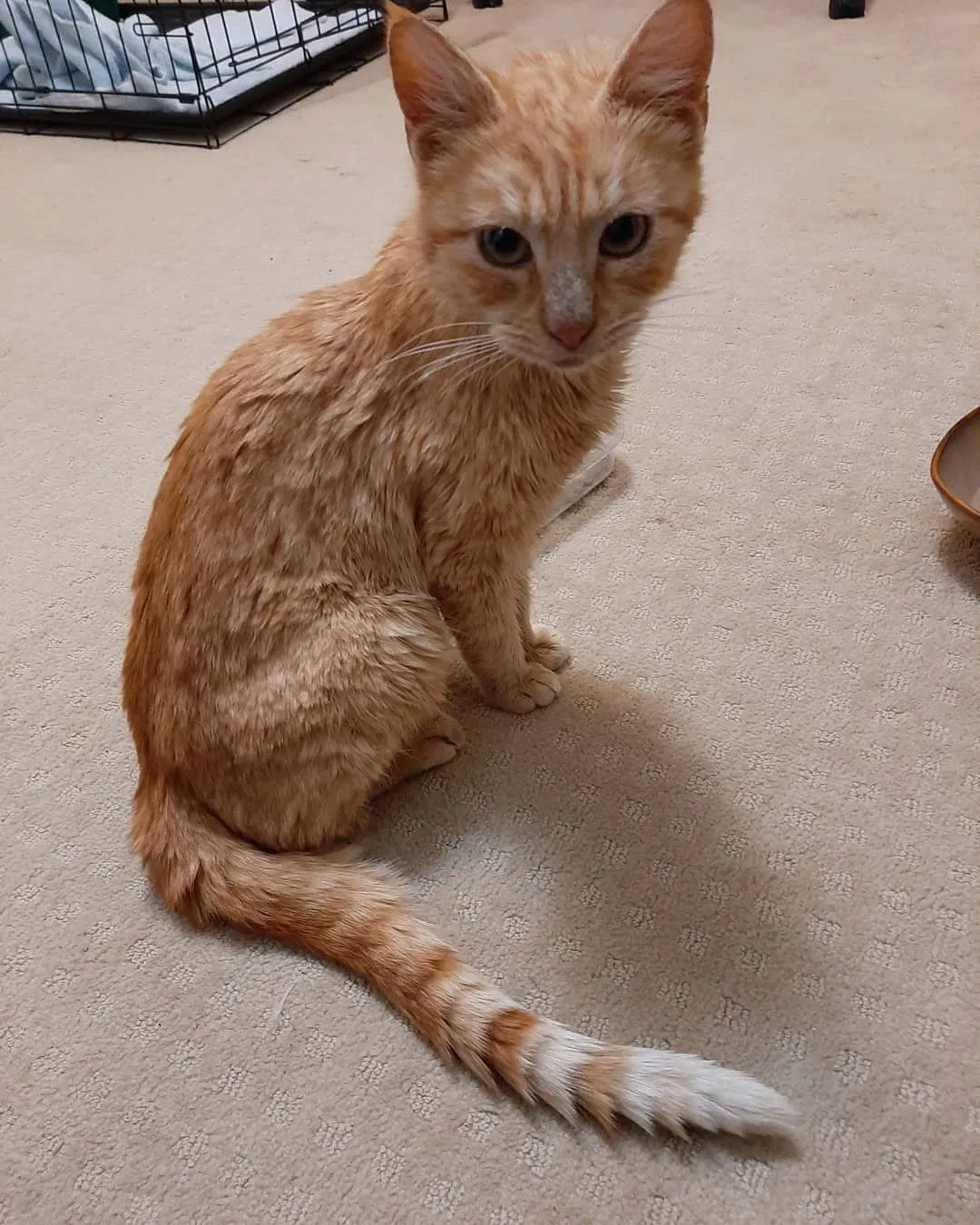 Lost cat in Norcross, GA, 30093