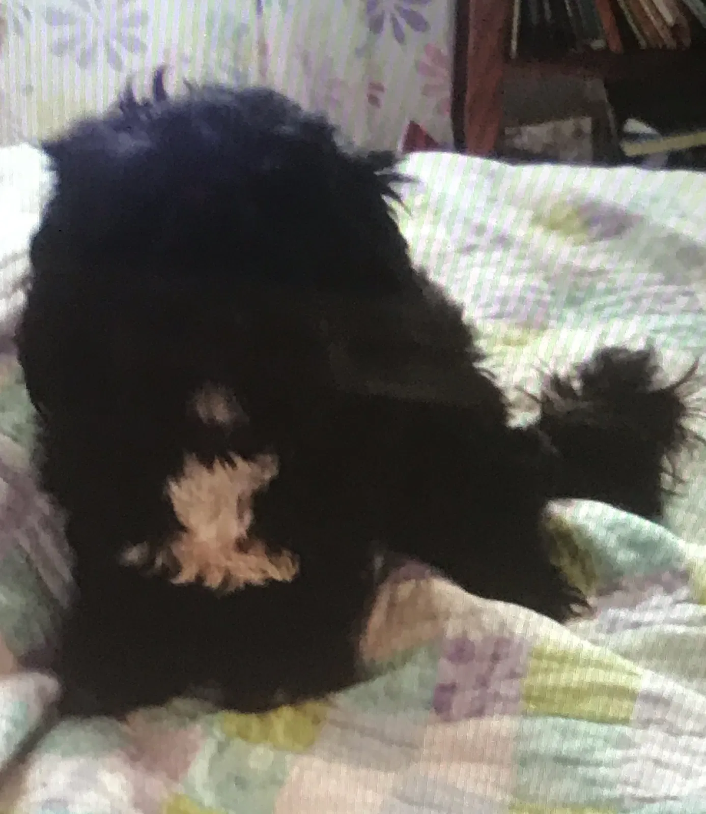 Lost dog in Waxhaw, NC, 28173