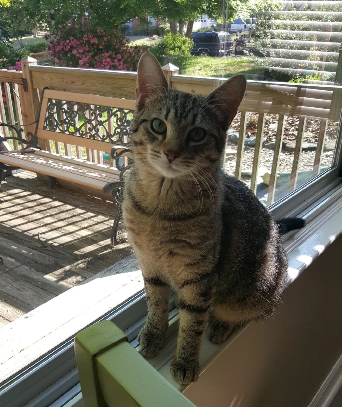 Lost cat in Acworth, GA, 30101