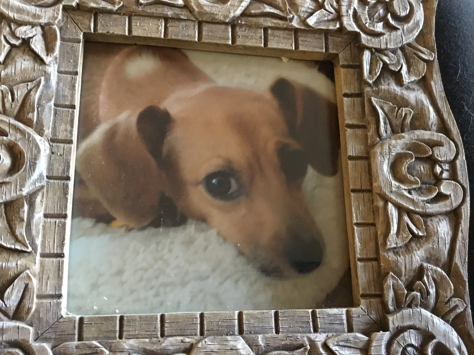 Lost dog in Chesterfield, MO, 63017