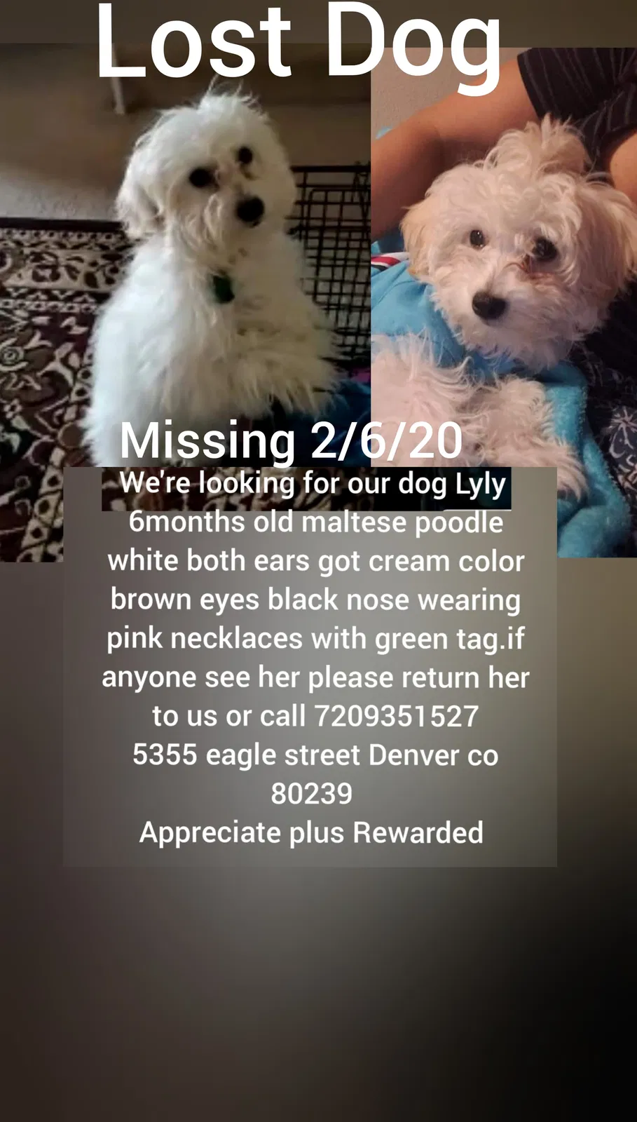Lost dog in Denver, CO, 80239