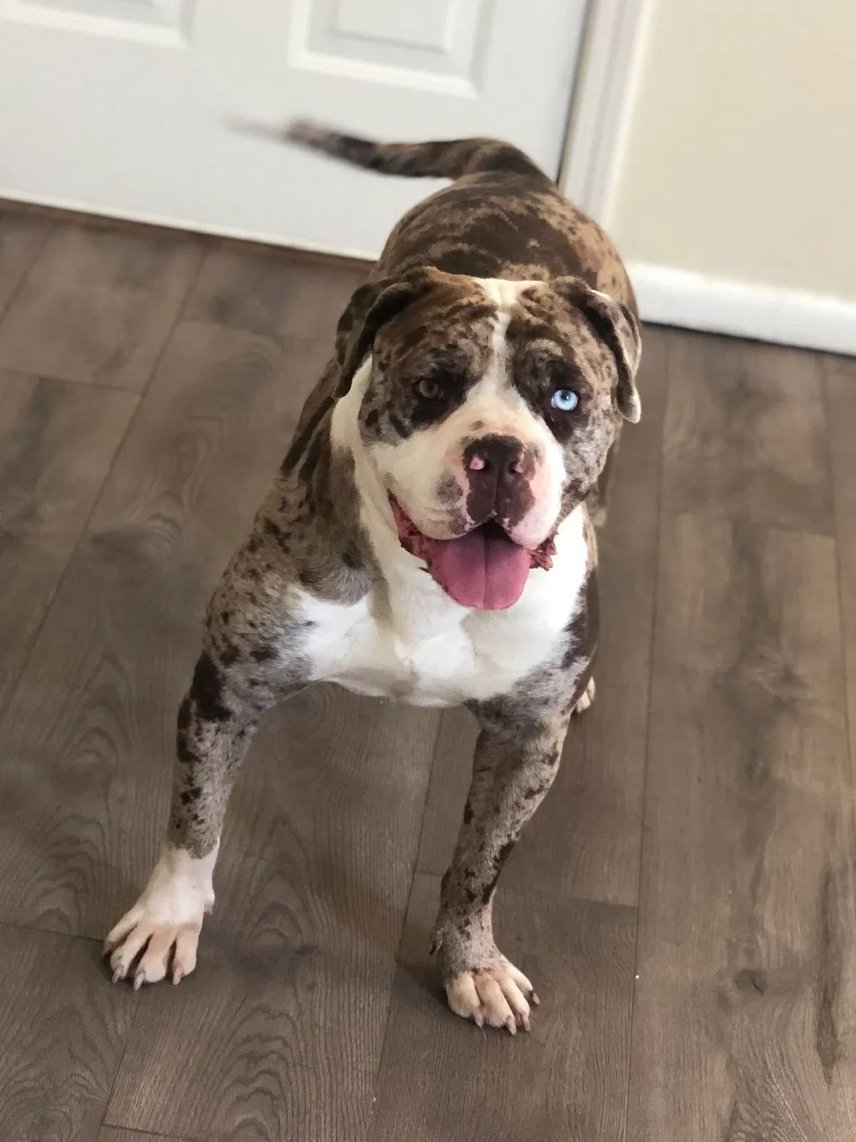 Lost dog in Saint Louis, MO, 63135