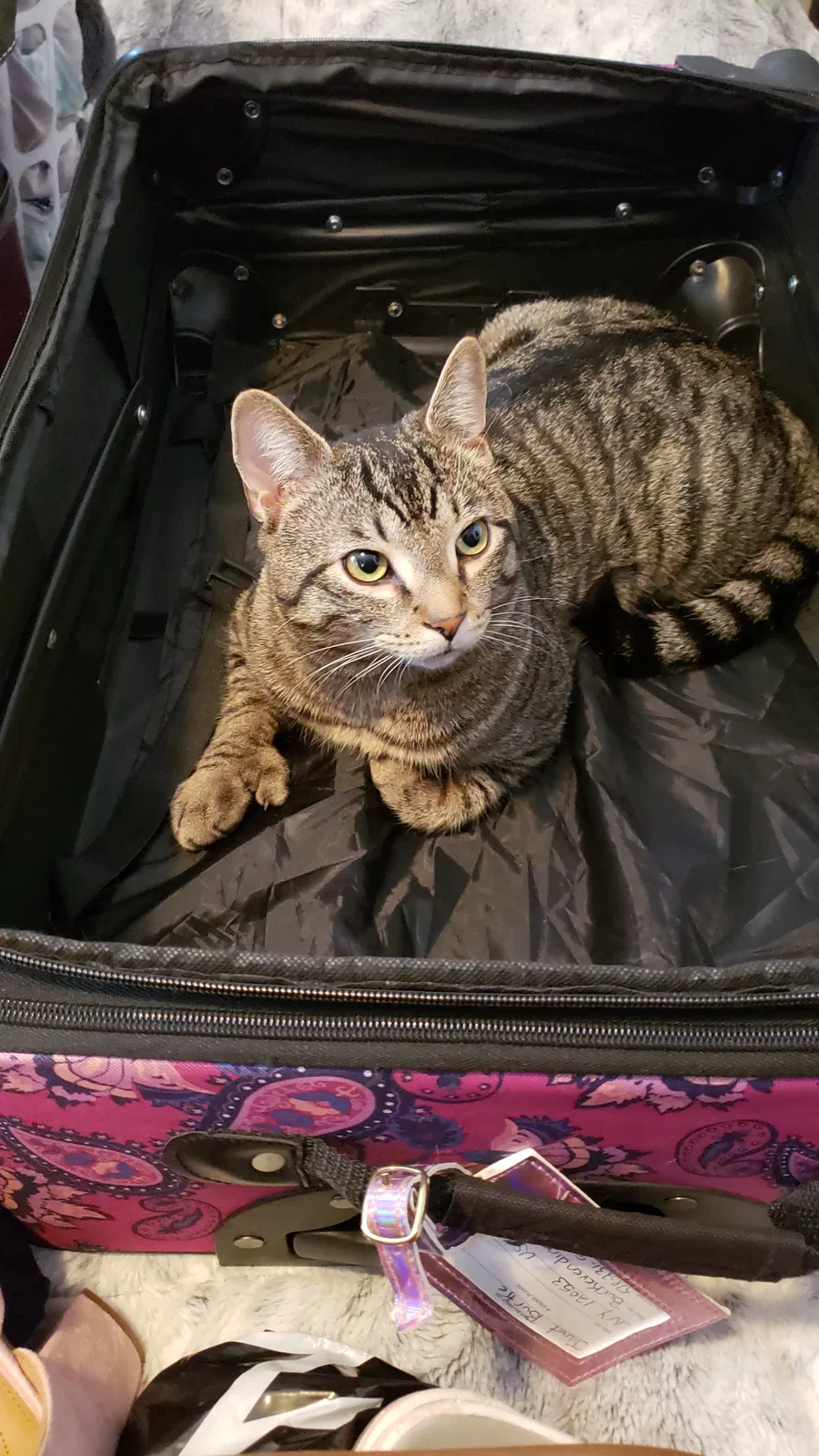 Lost cat in Delanson, NY, 12053