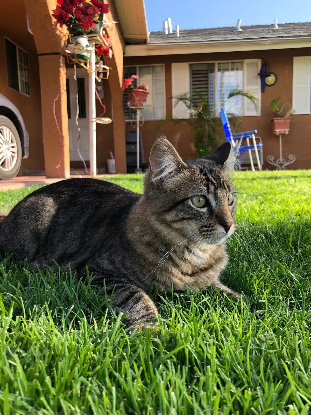 Lost cat in Fullerton, CA, 92833