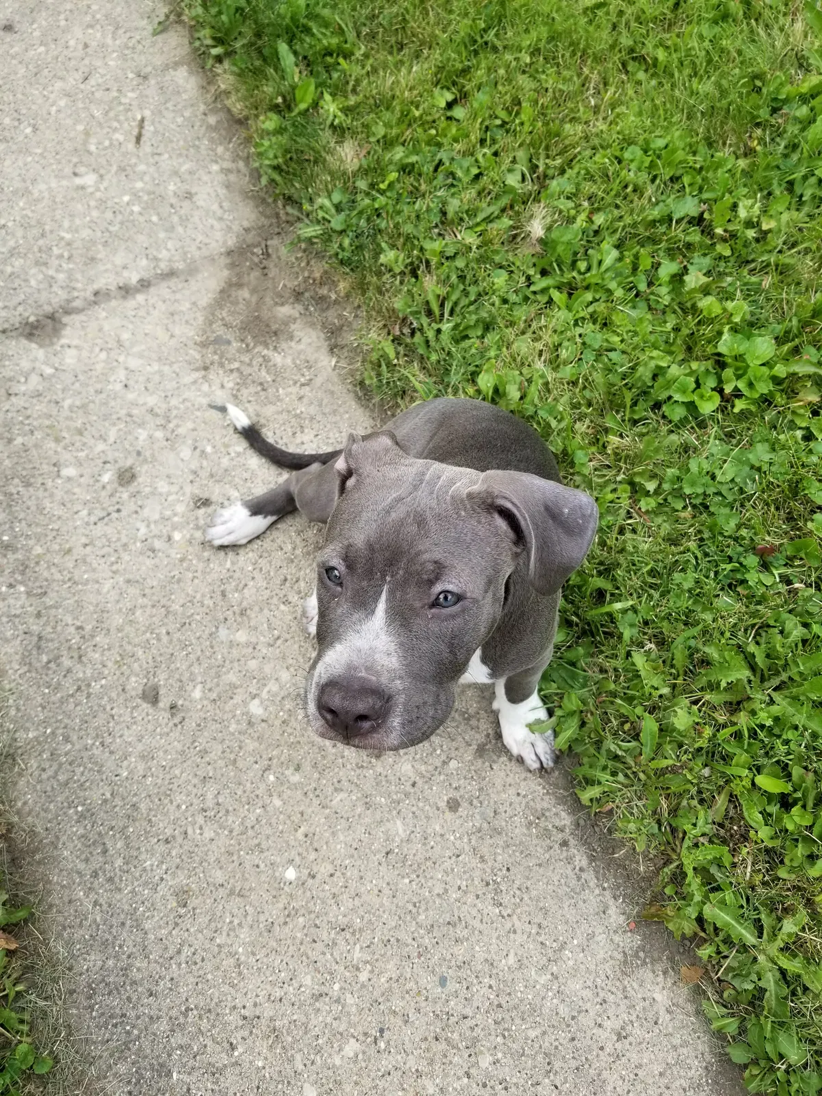 Lost dog in Chicago, IL, 60628