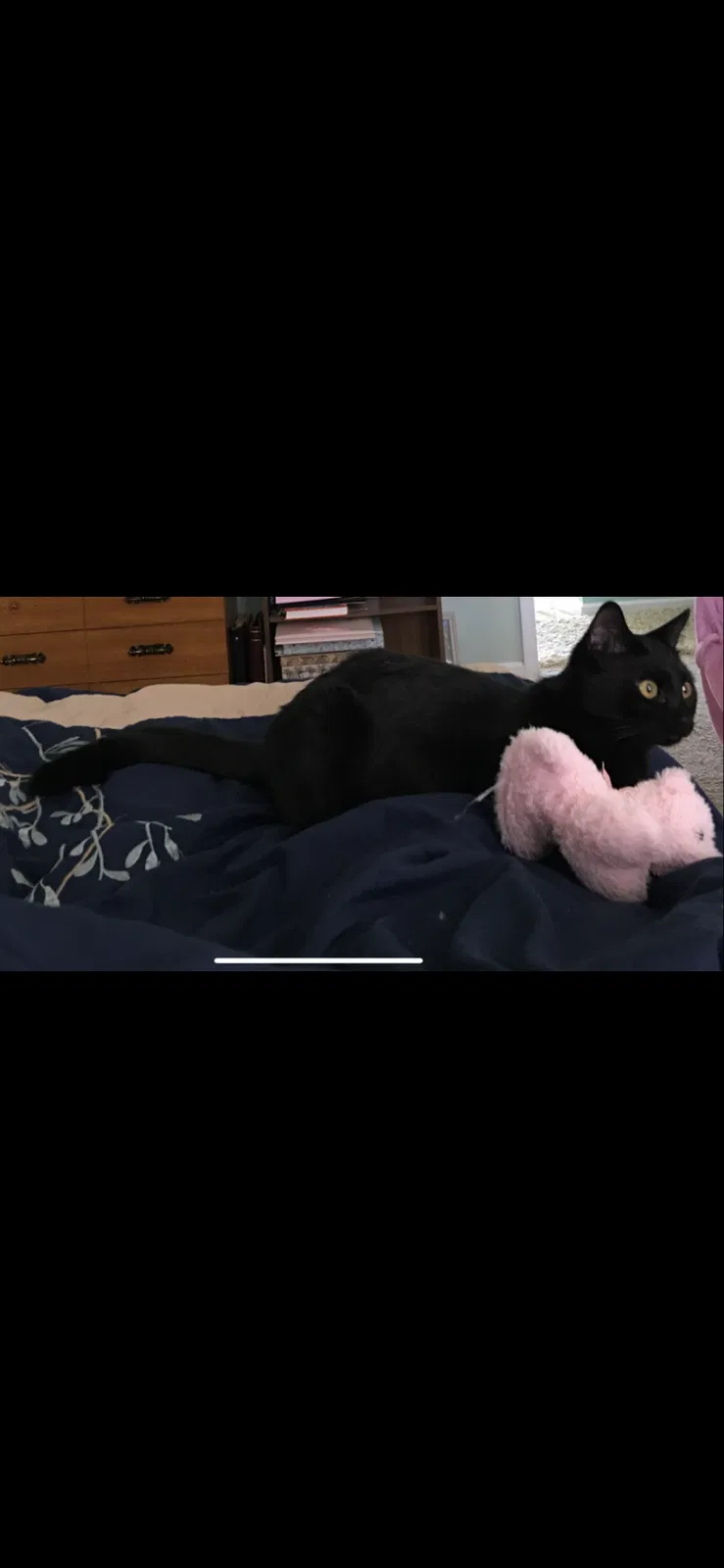 Lost cat in Dallas, GA, 30132