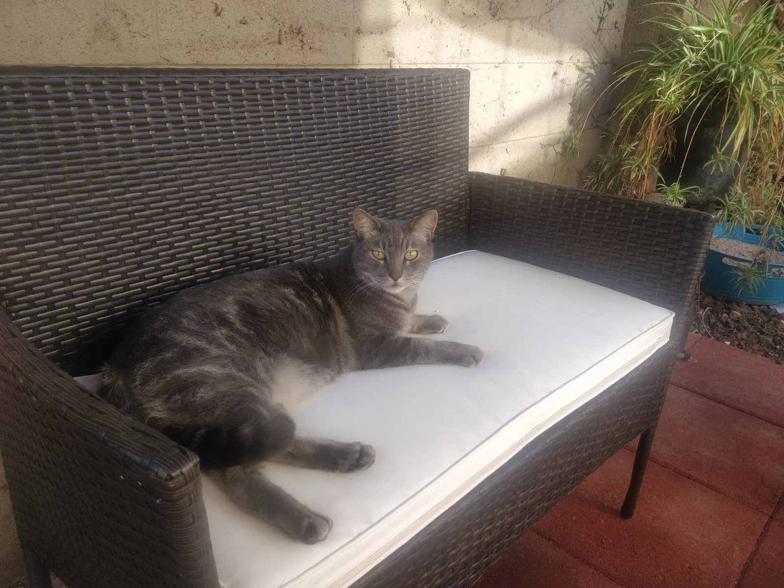 Lost cat in Brea, CA, 92821