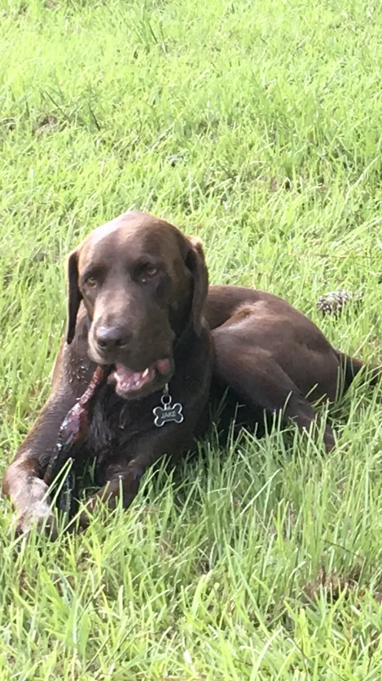 Lost dog in Kathleen, GA, 31047