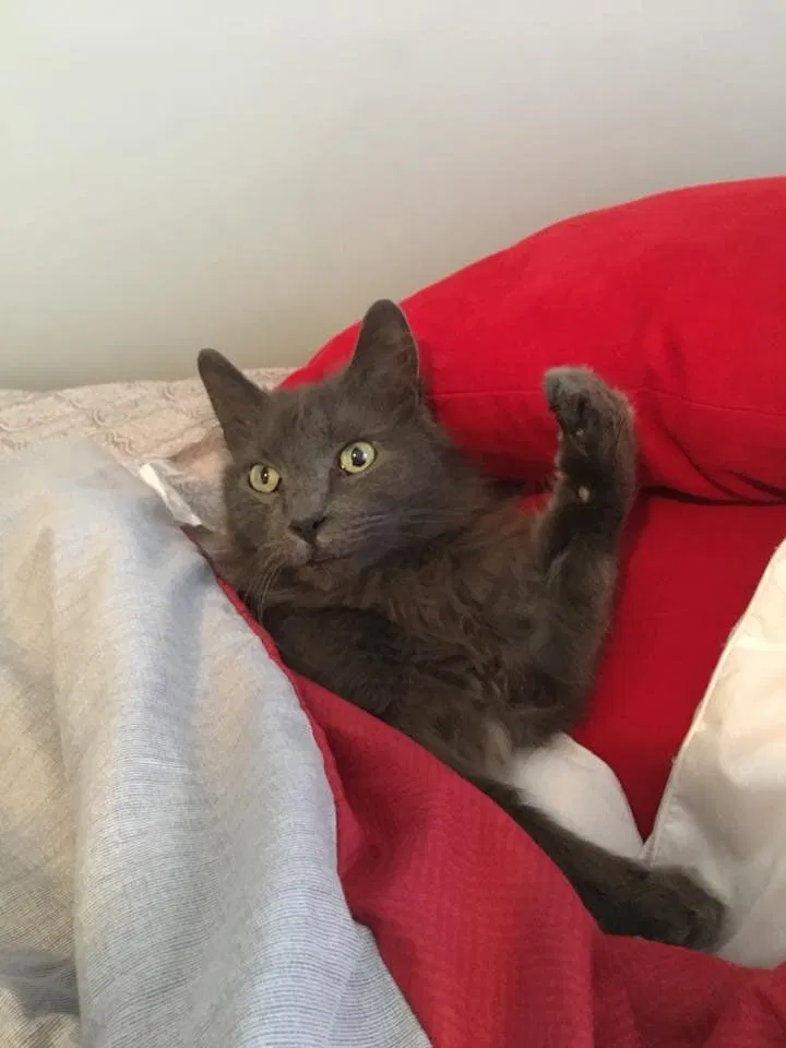 Lost cat in Columbus, OH, 43215