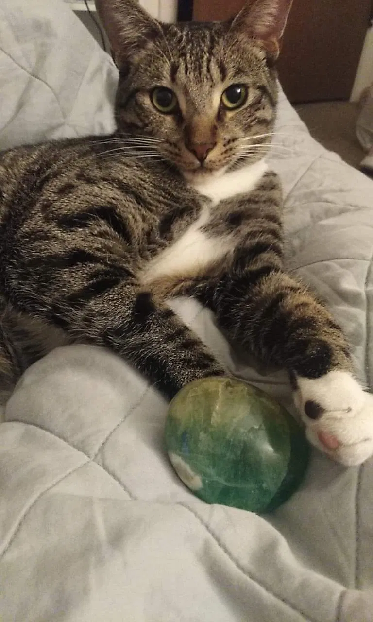 Lost cat in Tempe, AZ, 85282