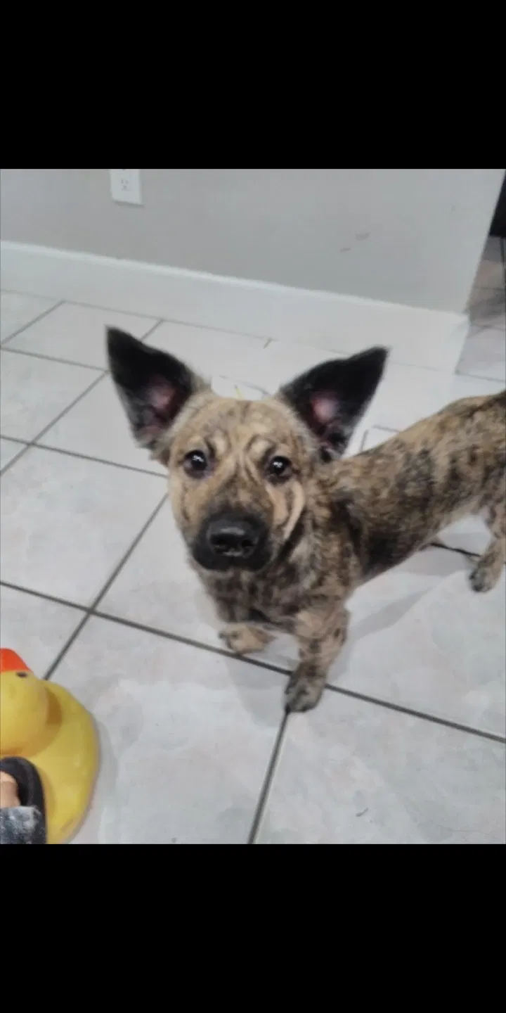 Lost dog in Santa Ana, CA, 92703
