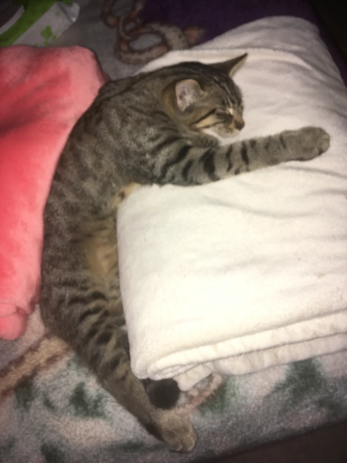 Lost cat in Auburn, WA, 98002
