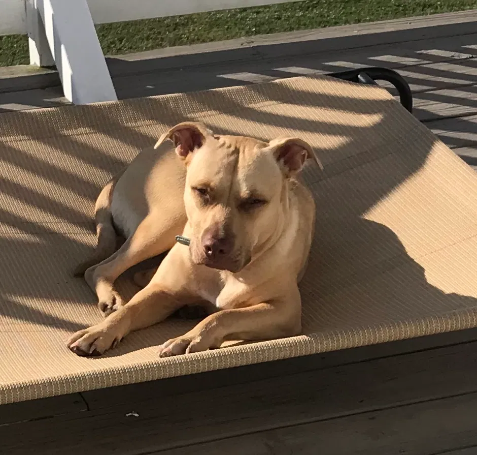 Lost dog in Kissimmee, FL, 34747