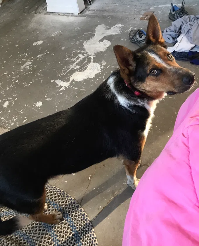 Lost dog in Albuquerque, NM, 87123
