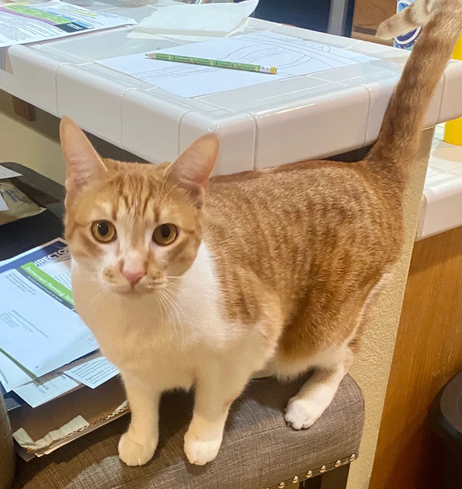 Lost cat in Brea, CA, 92821