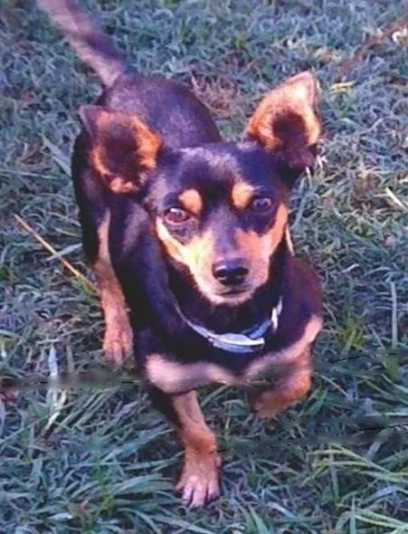 Lost dog in Memphis, TN, 38108