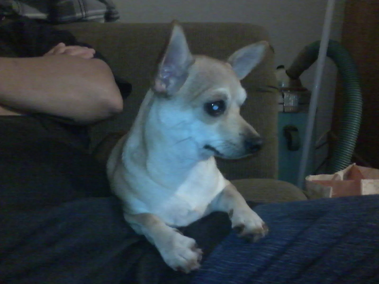 Lost dog in Colton, CA, 92324