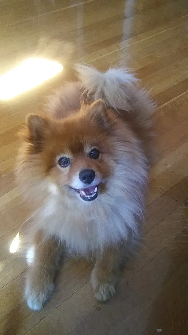 Lost dog in Cicero, IL, 60804