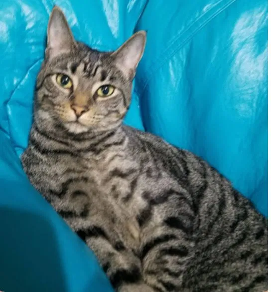 Lost cat in Tampa, FL, 33647