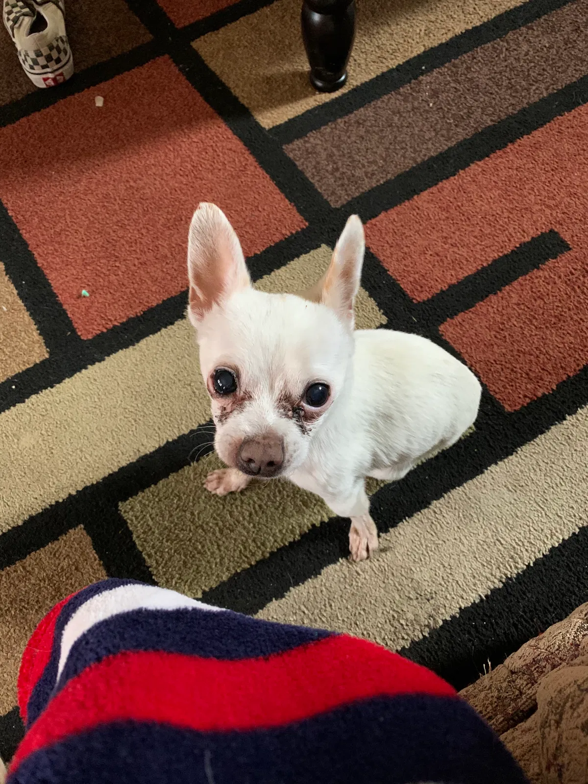 Lost dog in Fresno, CA, 93705