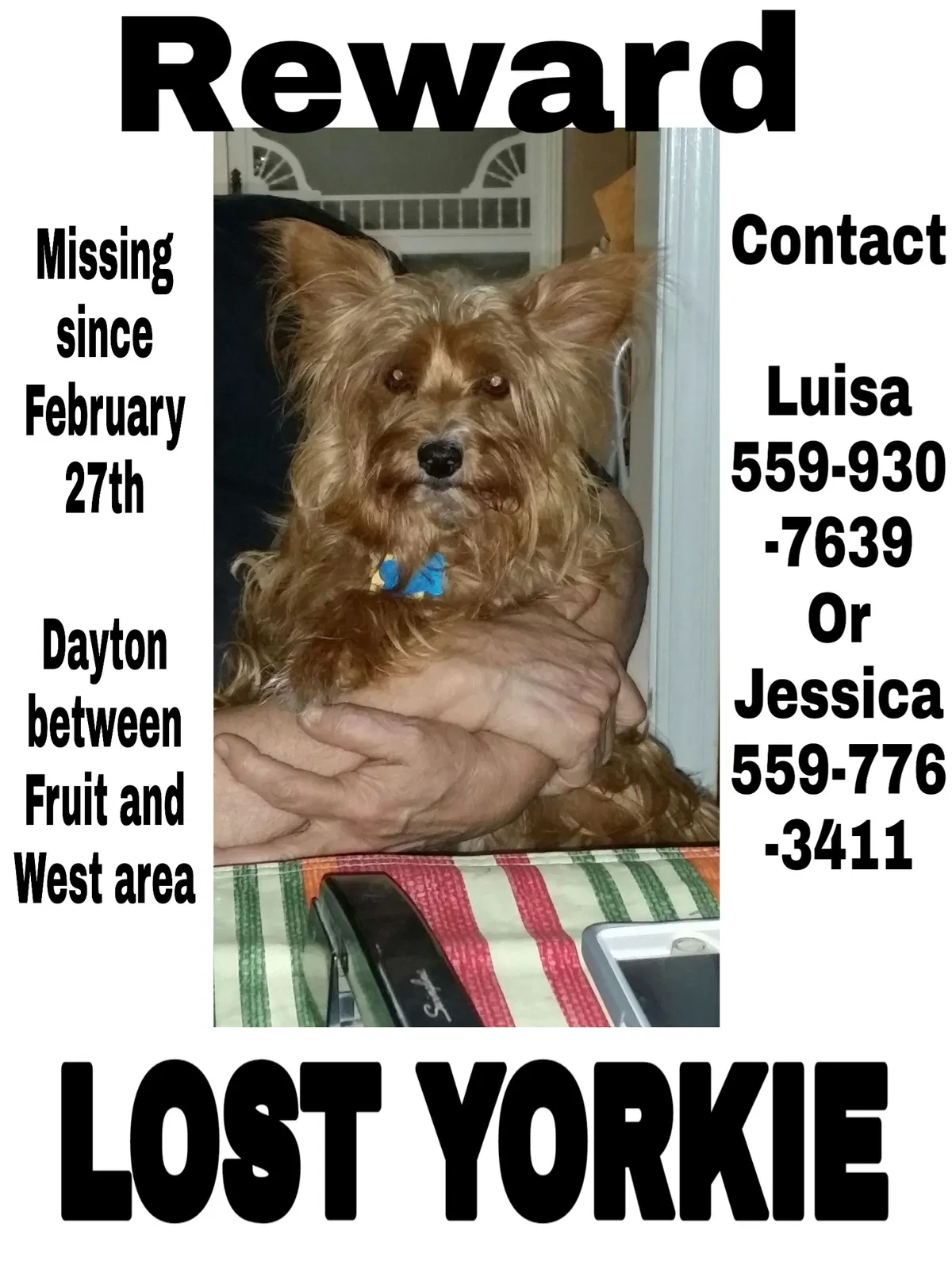 Lost dog in Fresno, CA, 93705