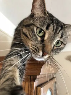Lost cat in Livonia, MI, 48150