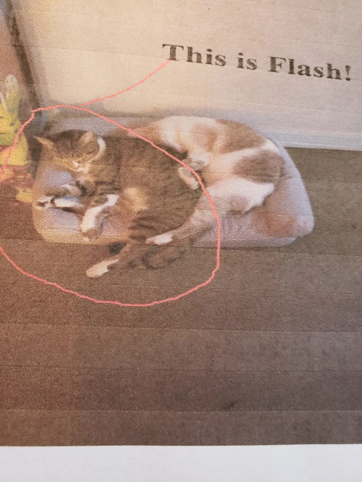 Lost cat in Daytona Beach, FL, 32114