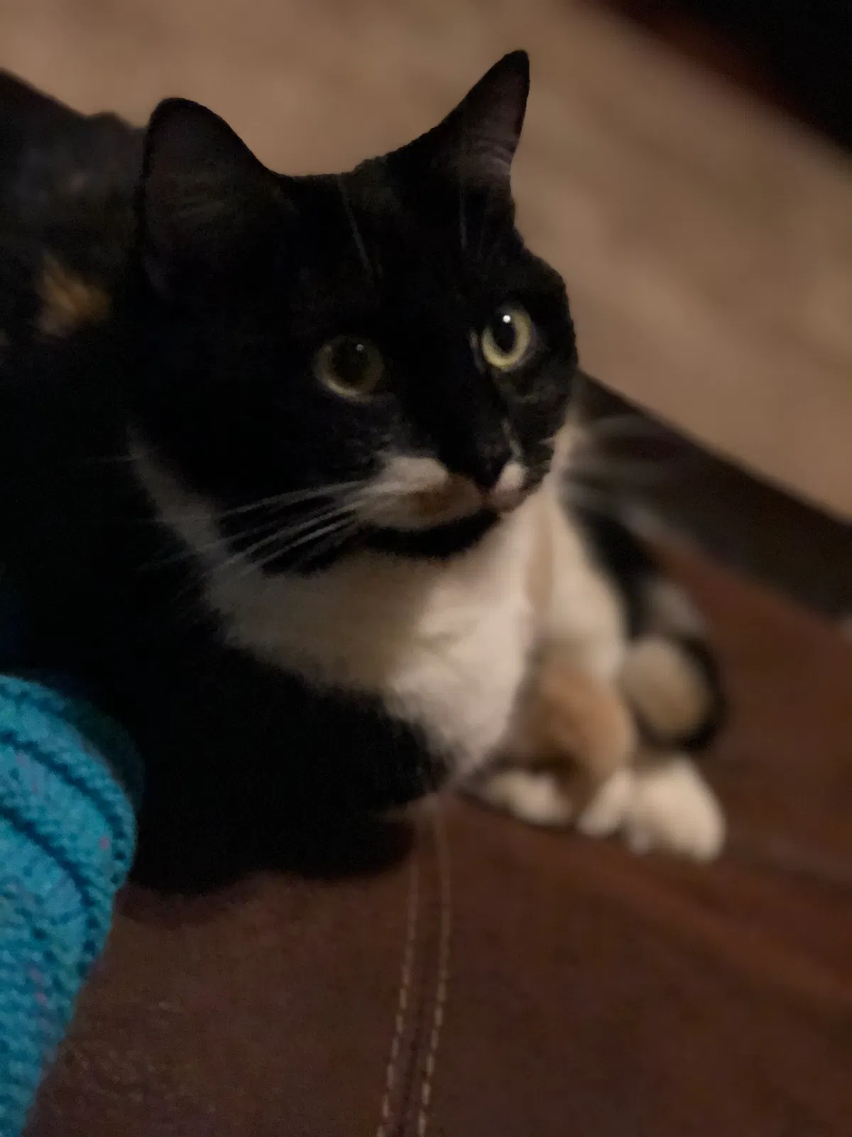 Lost cat in Broomfield, CO, 80021