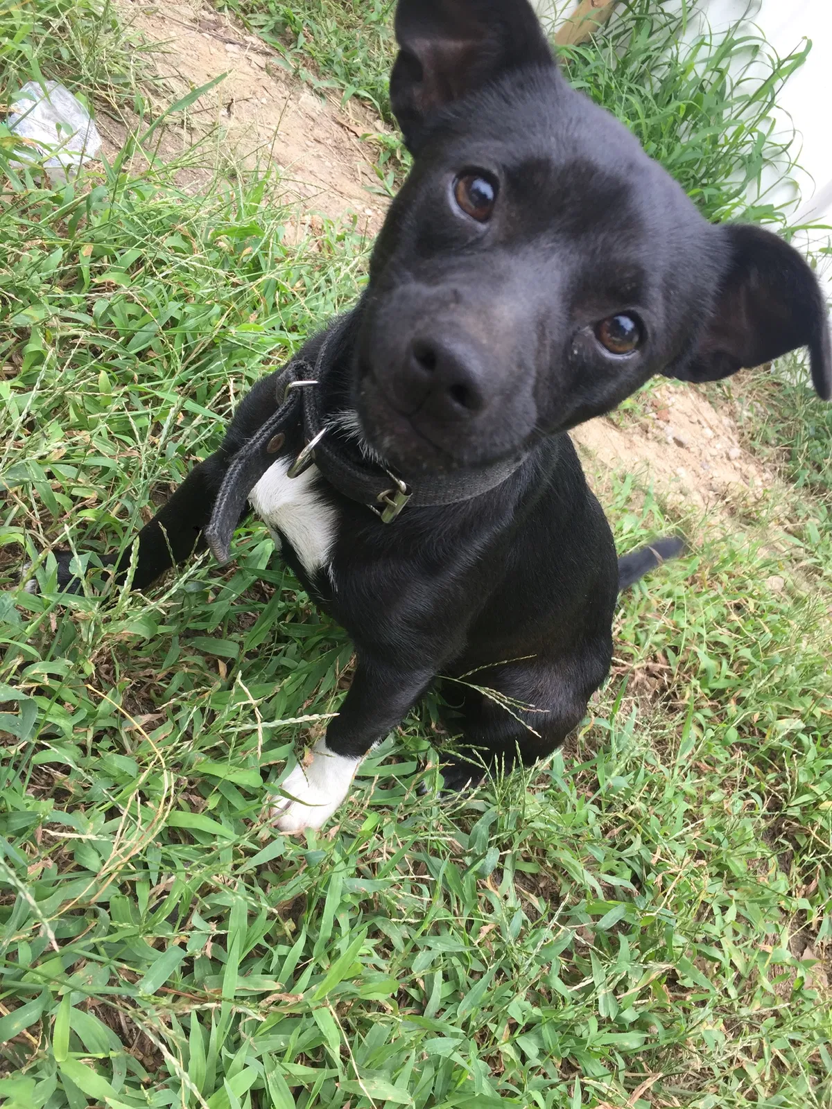 Lost dog in Greenville, SC, 29609