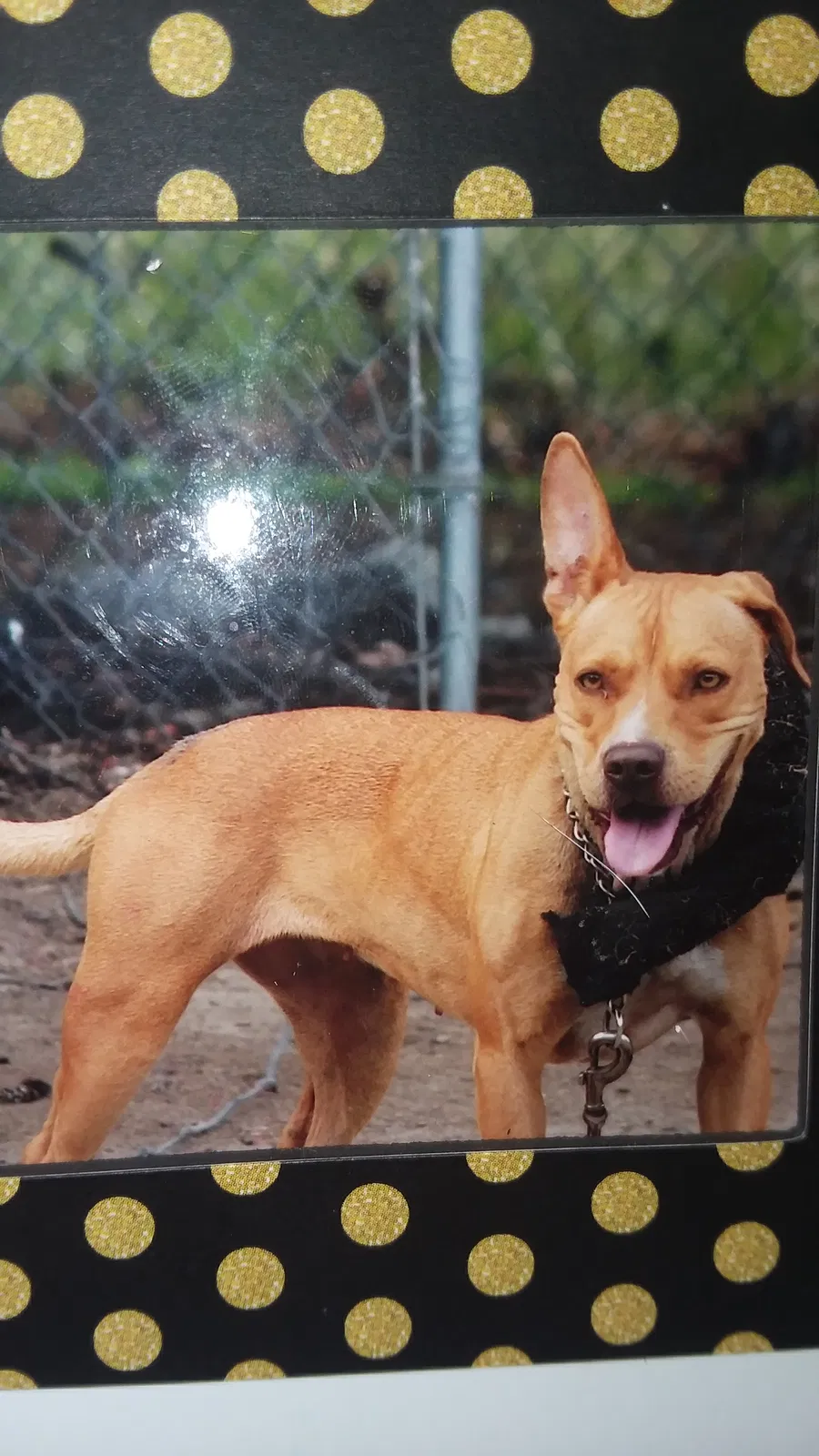 Lost dog in Midlothian, VA, 23112