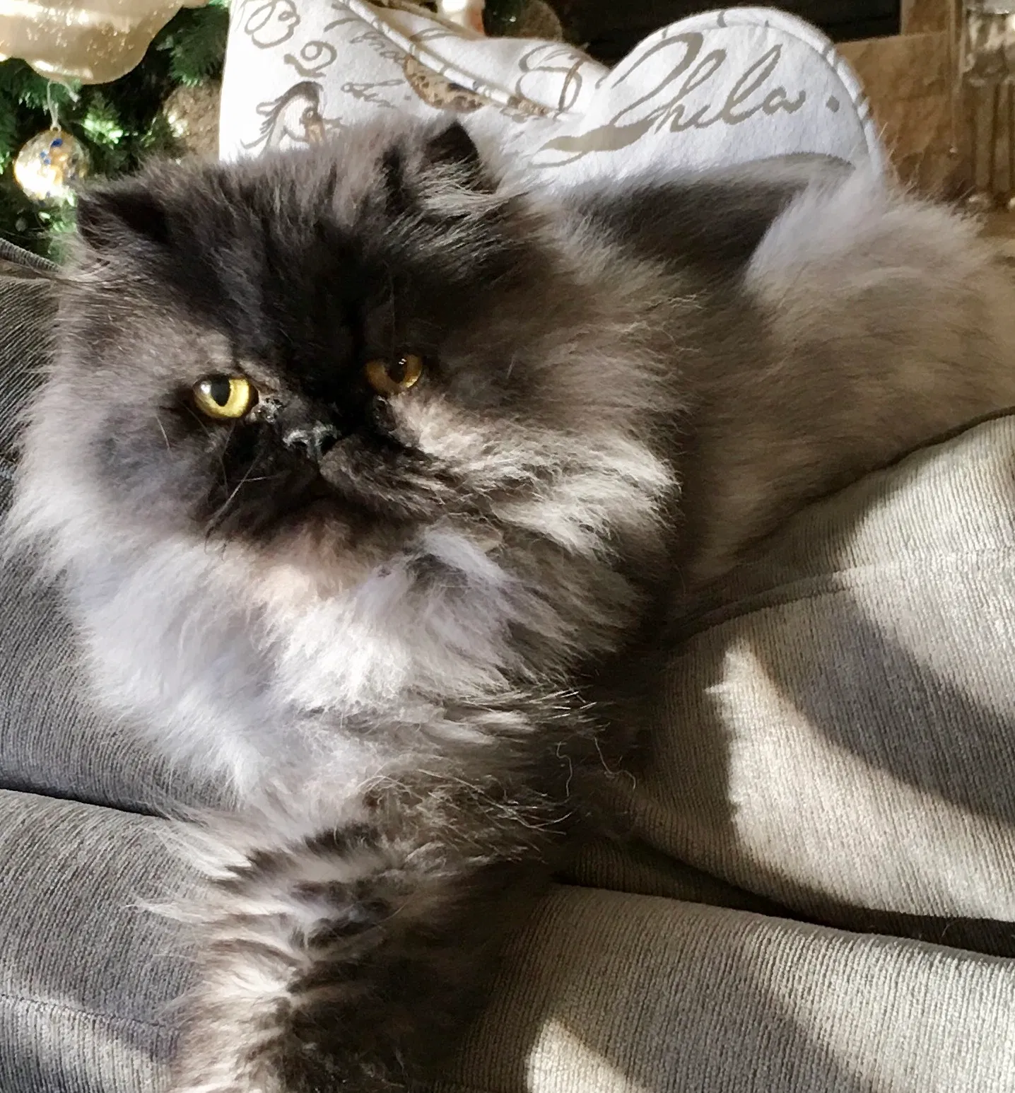 Lost cat in Woodstock, GA, 30188