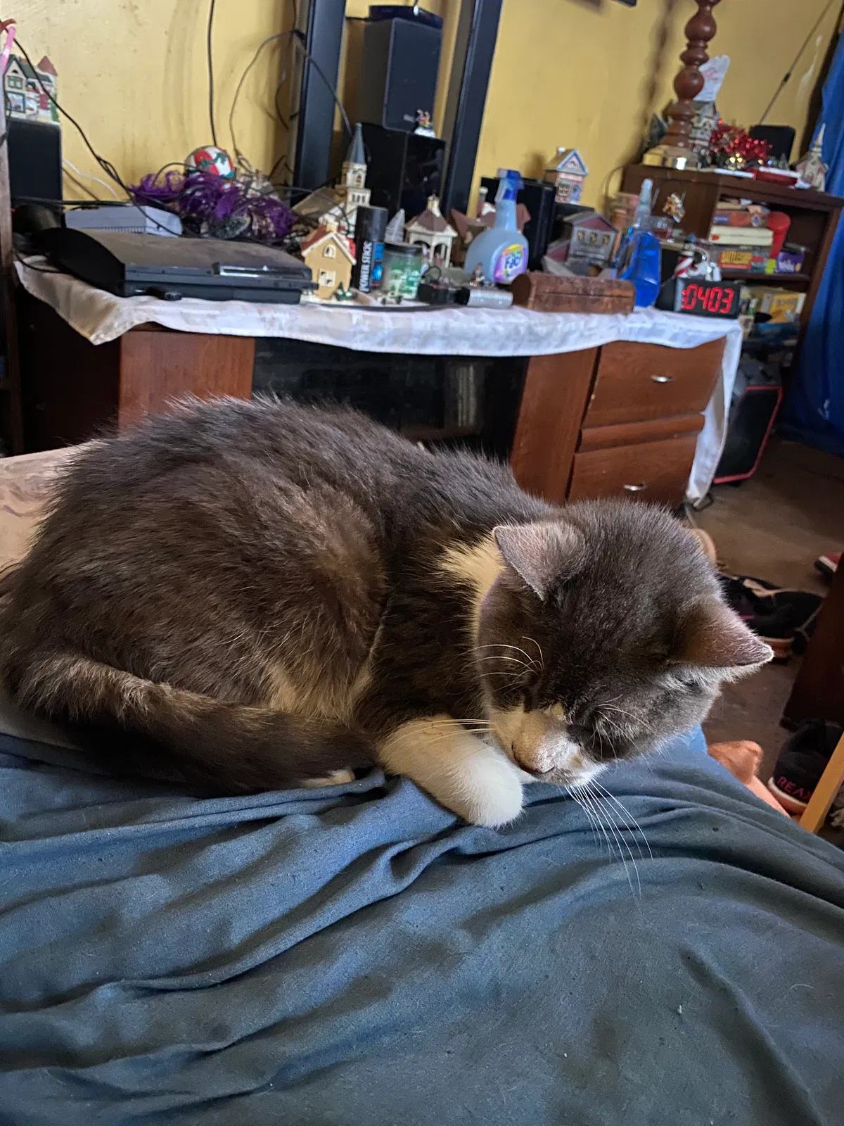 Lost cat in Erie, PA, 16509