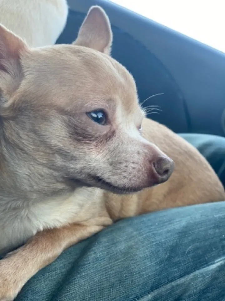 Lost dog in Fresno, CA, 93701