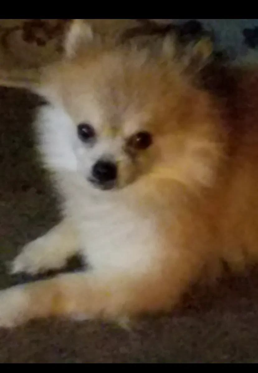 Lost dog in Orlando, FL, 32807