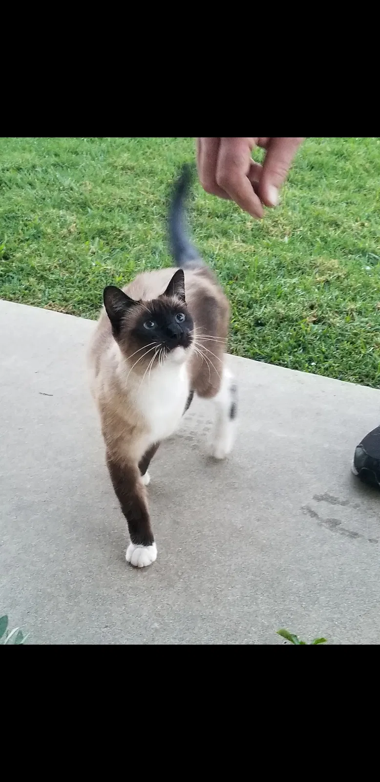 Lost cat in Riverside, CA, 92505