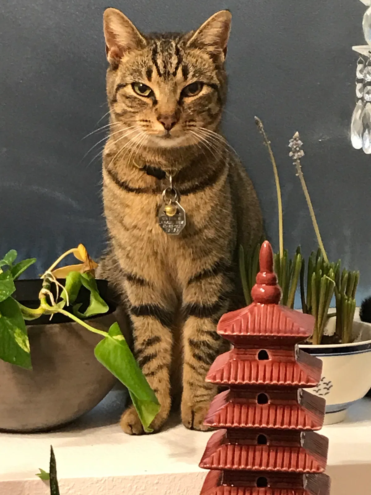 Lost cat in Kemah, TX, 77565