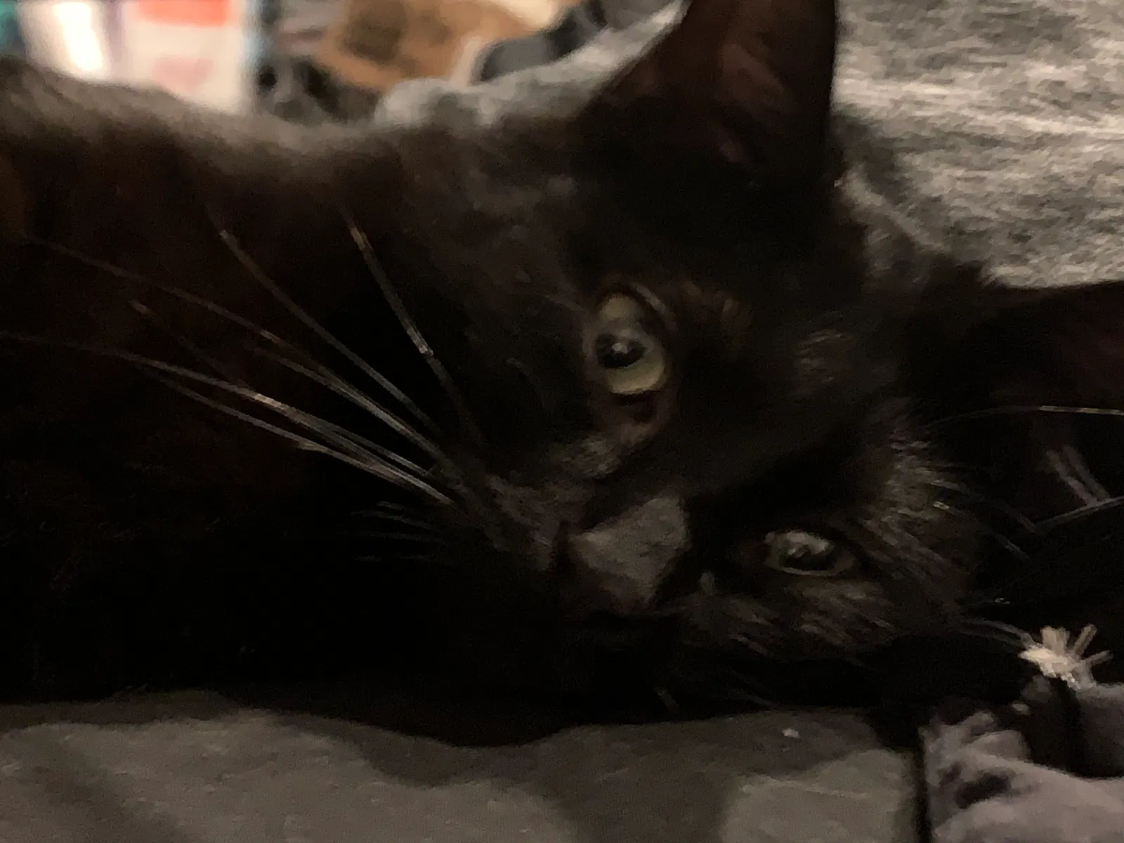 Lost cat in Aurora, CO, 80012