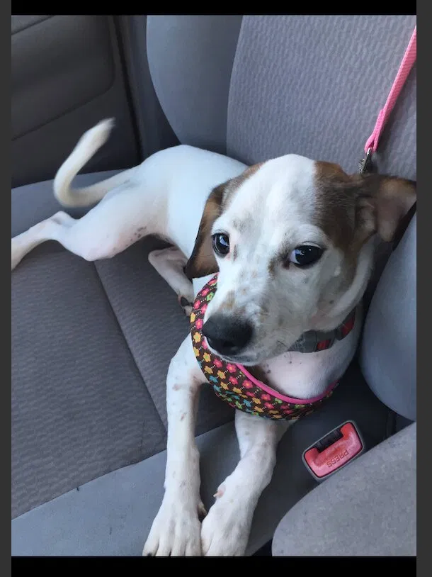 Lost dog in Moreno Valley, CA, 92557