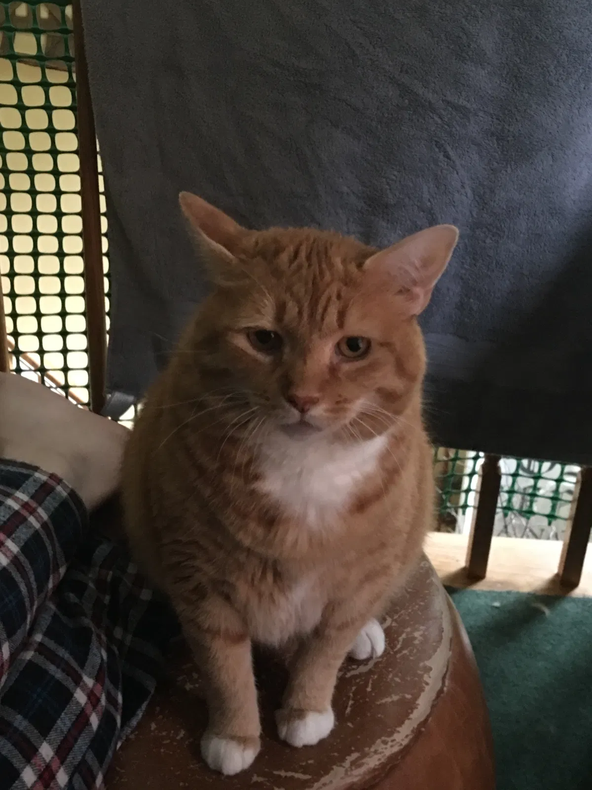 Lost cat in Greenville, RI, 2828