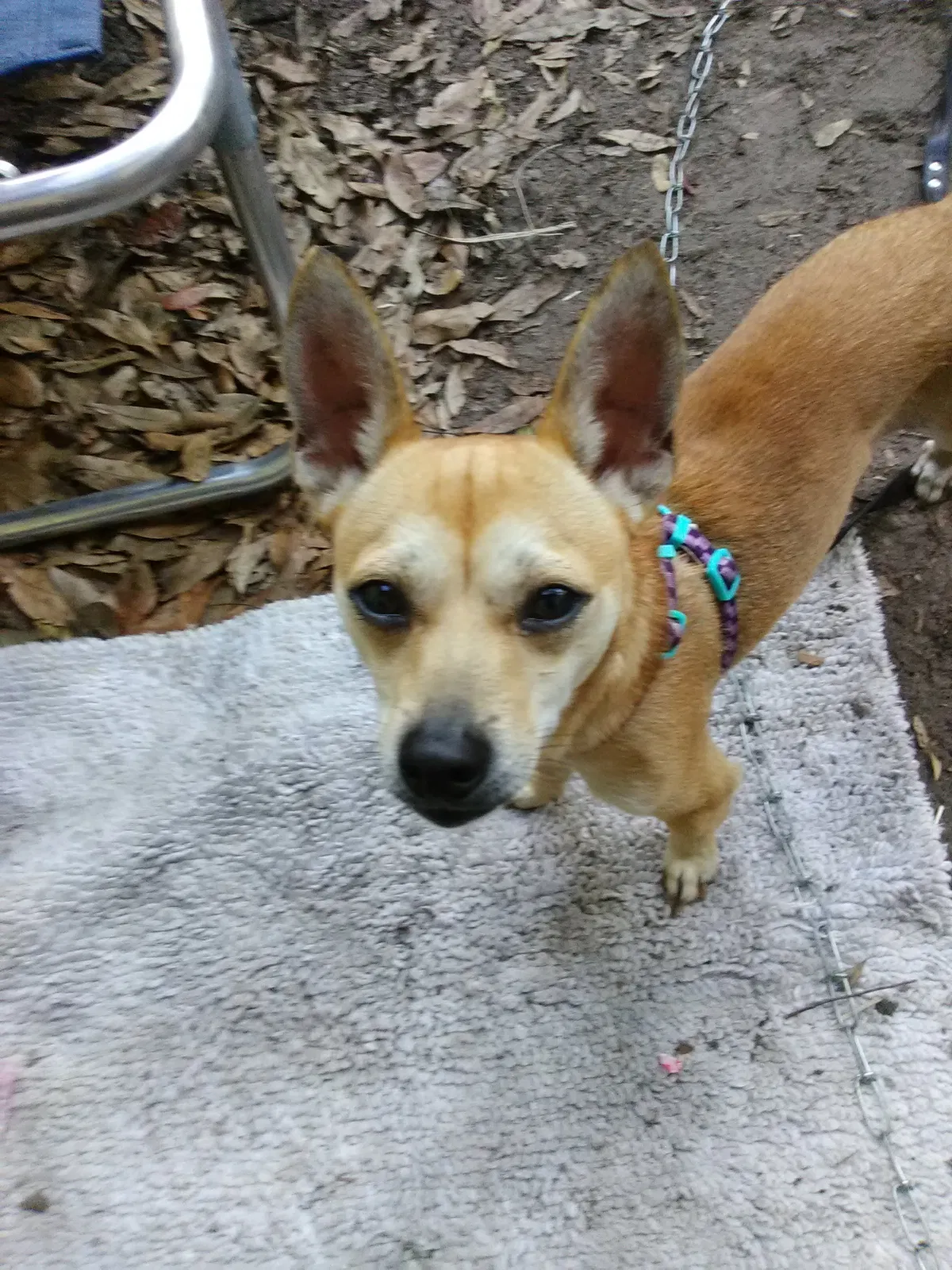 Lost dog in Arcadia, FL, 34266