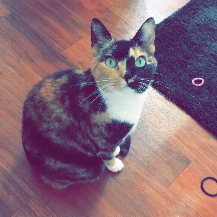 Lost cat in Severn, MD, 21144