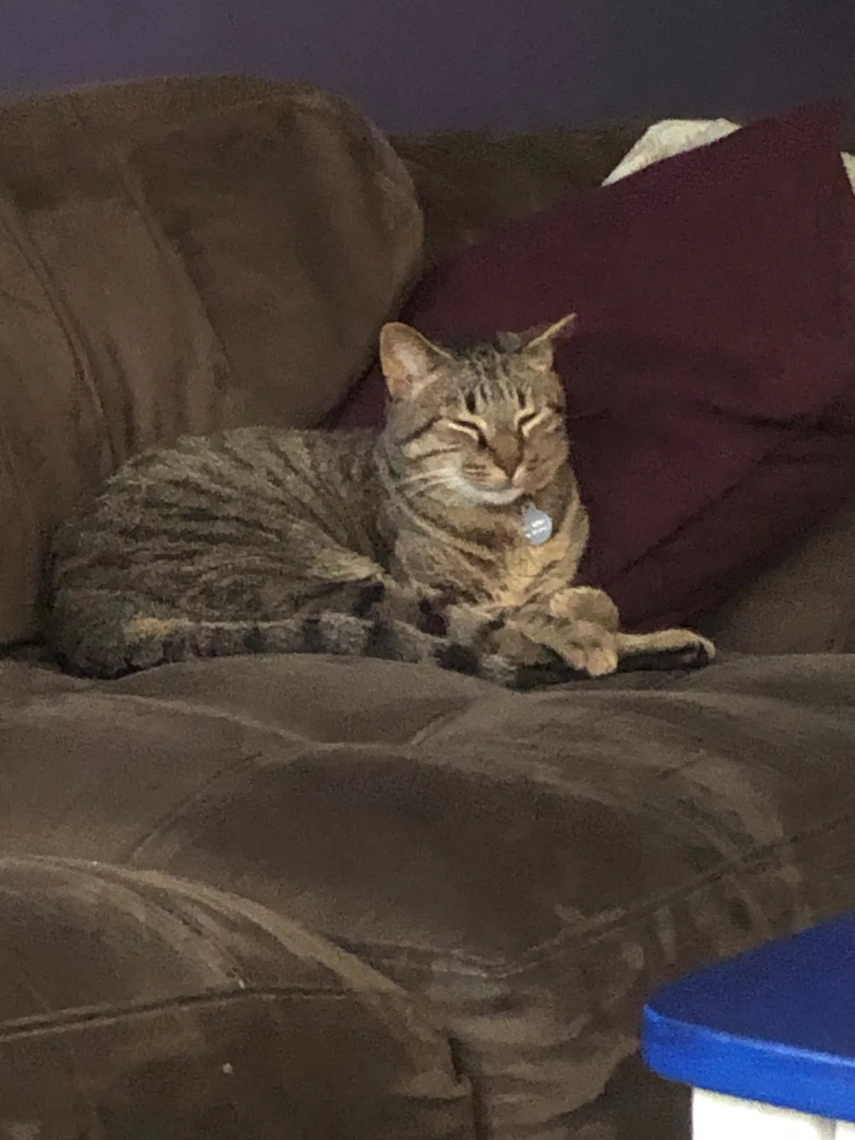 Lost cat in Delray Beach, FL, 33484