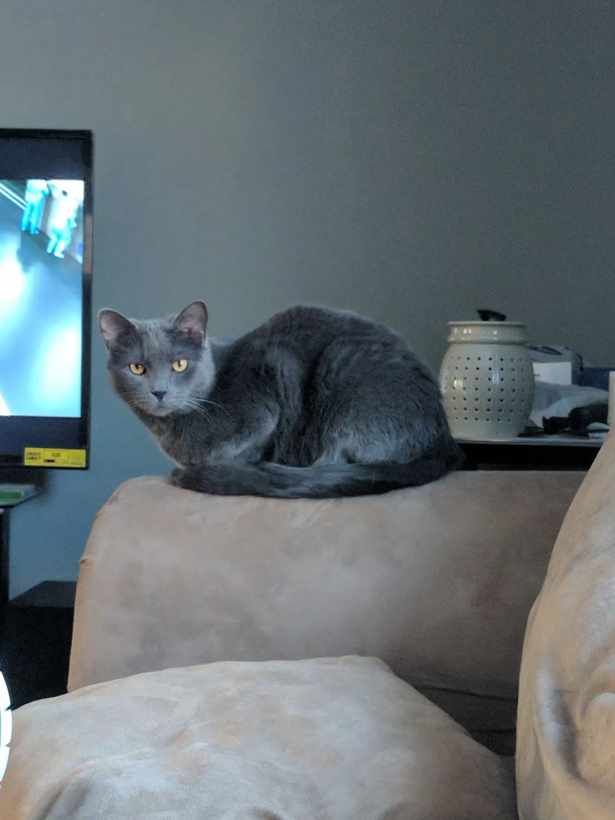 Lost cat in Pittsburgh, PA, 15239