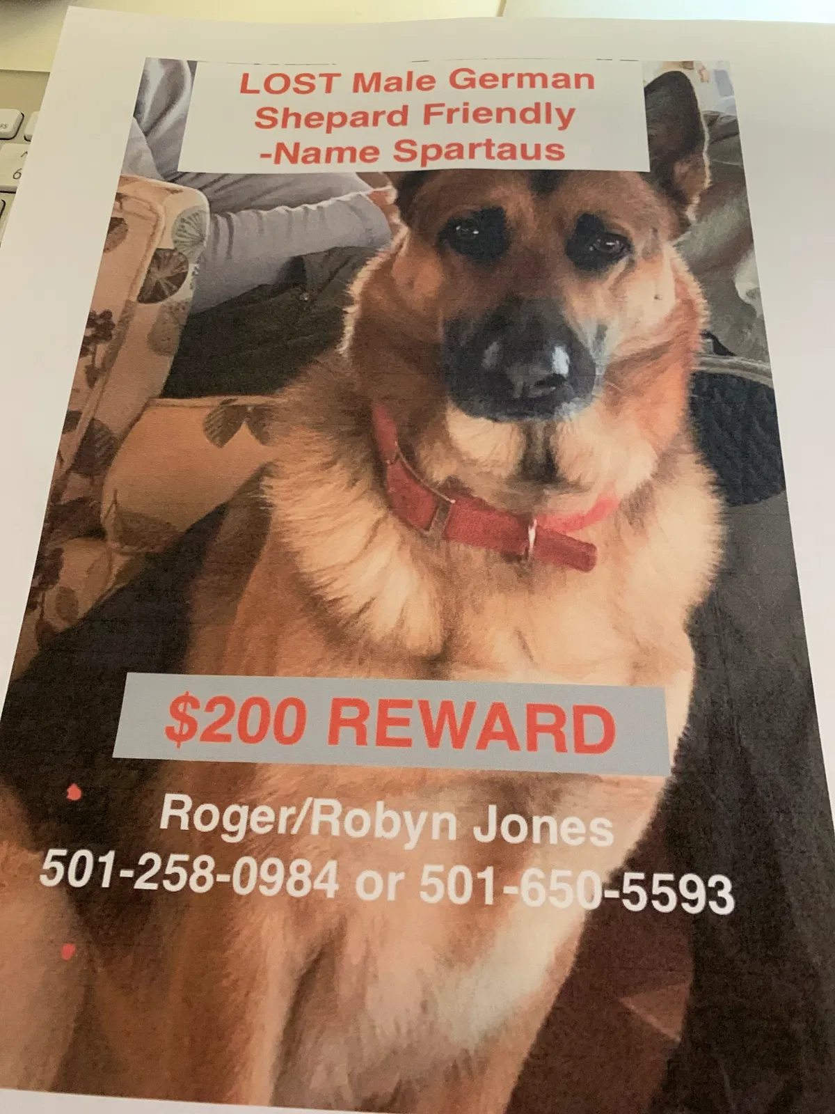 Lost dog in Compton, AR, 72624