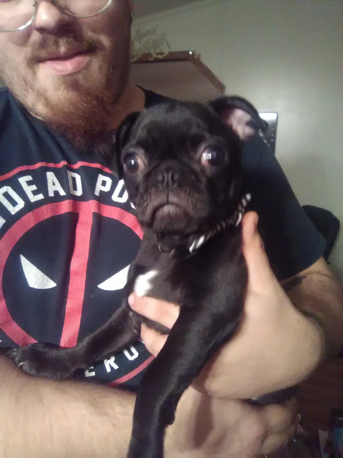 Lost dog in Maynardville, TN, 37807