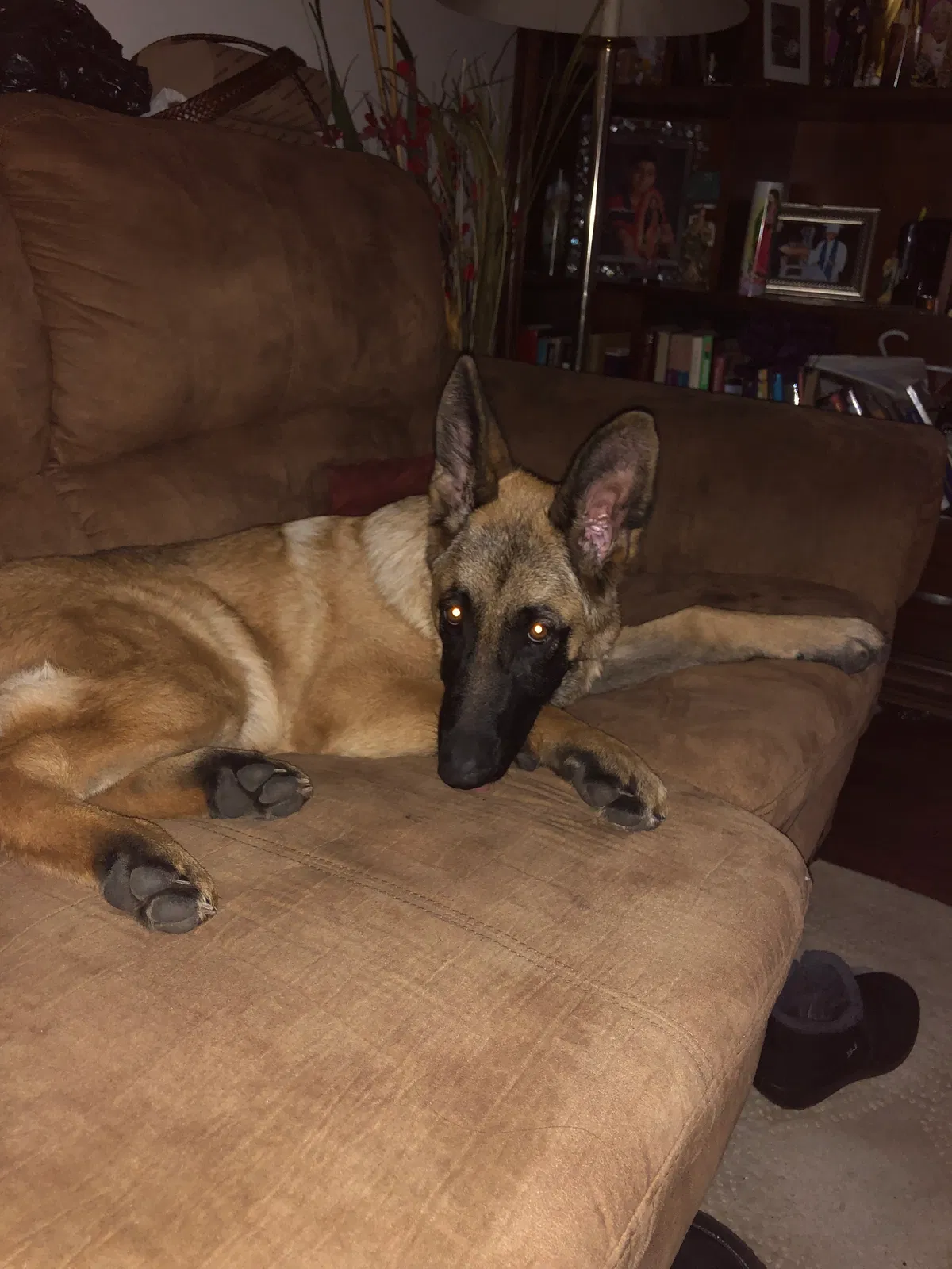 Lost dog in Denver, CO, 80249